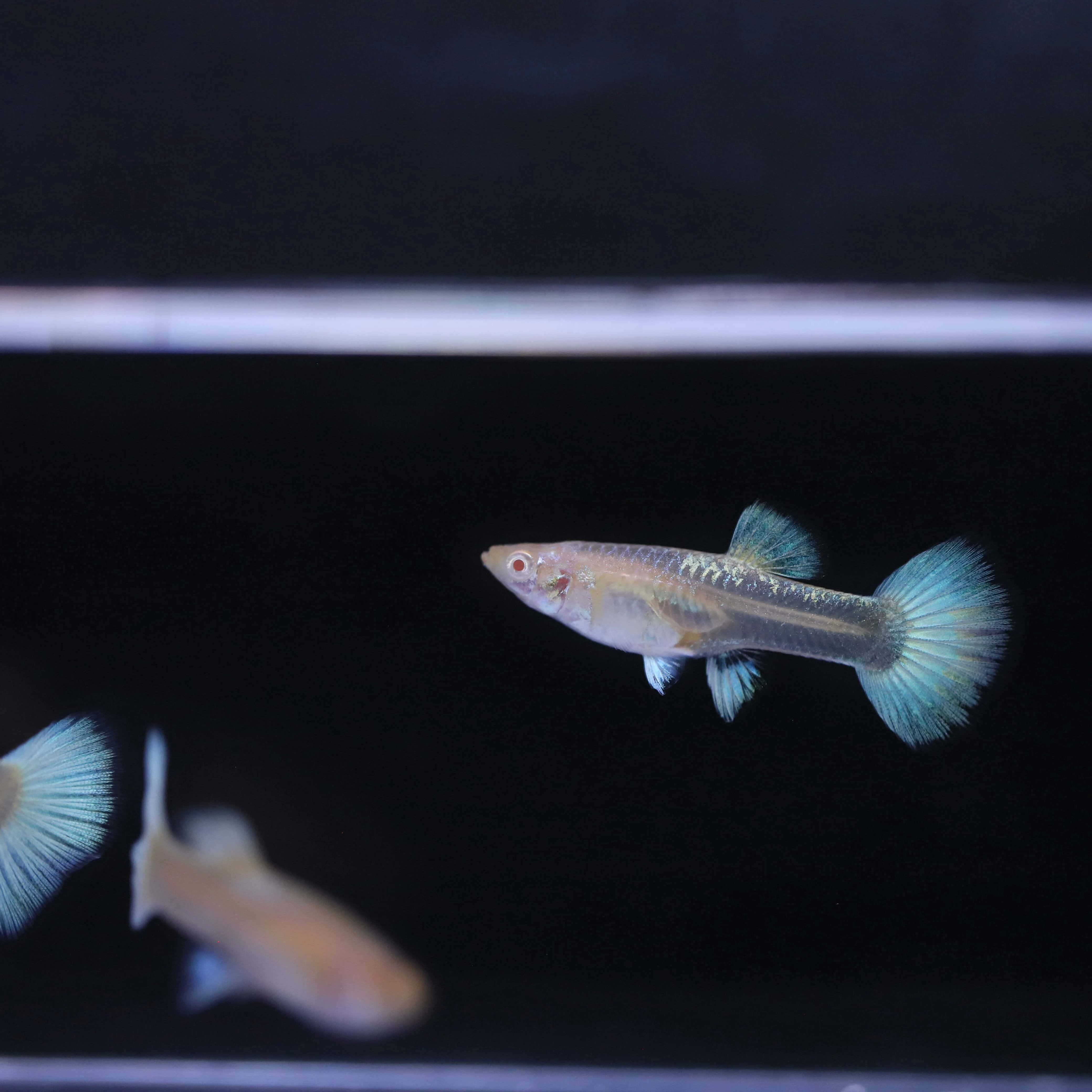 Albino full white platinum - Image 5