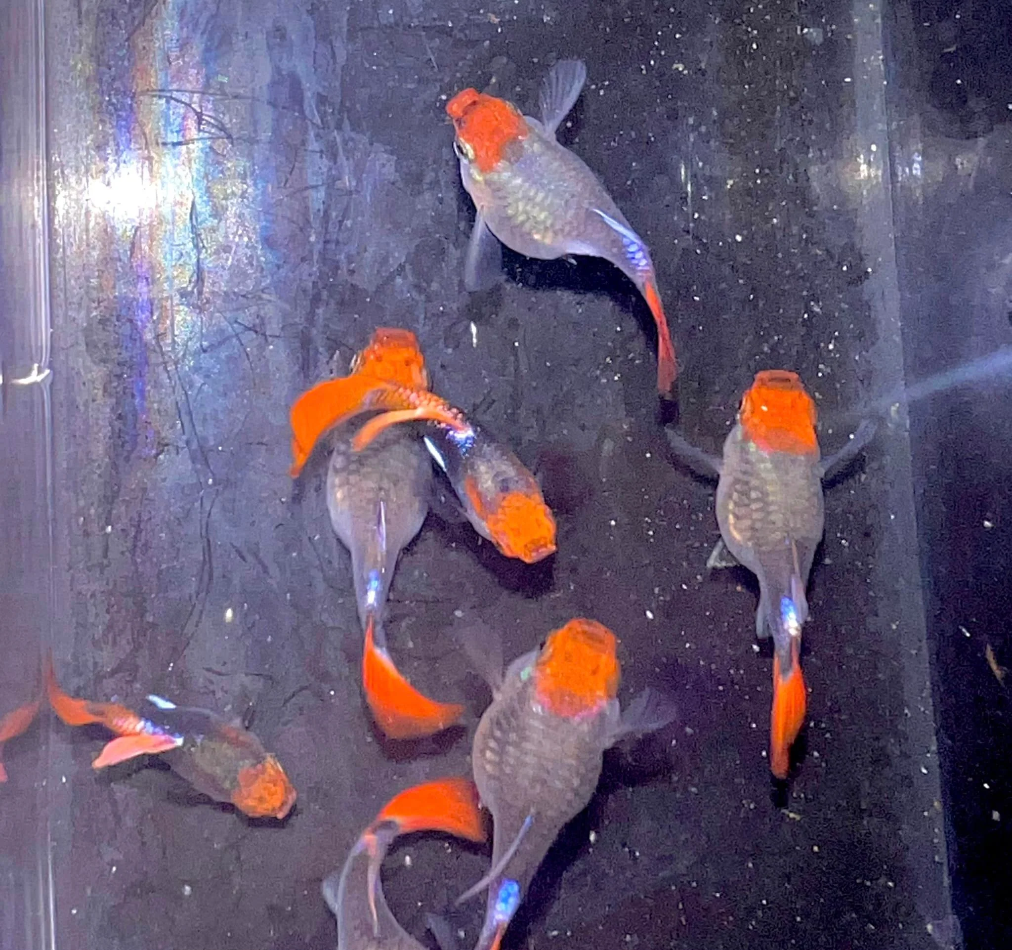 Black koi short ribbon sharkfin guppy - Image 3
