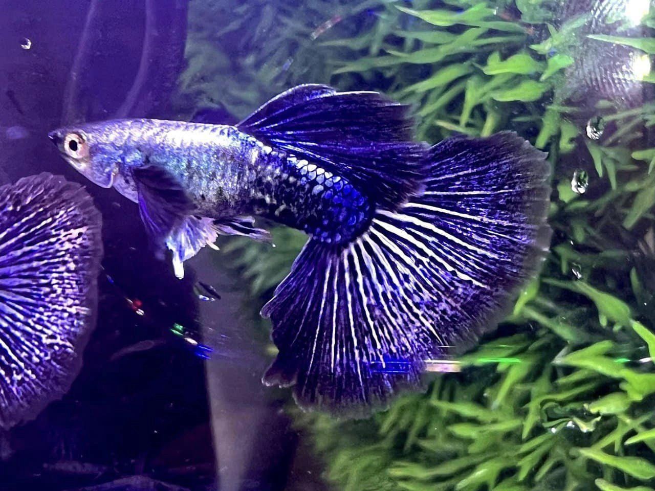 Purple Dragon Guppy - Image 5
